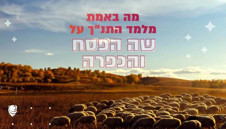 מה באמת מלמד התנ״ך על שה הפסח והכפרה? – הגות